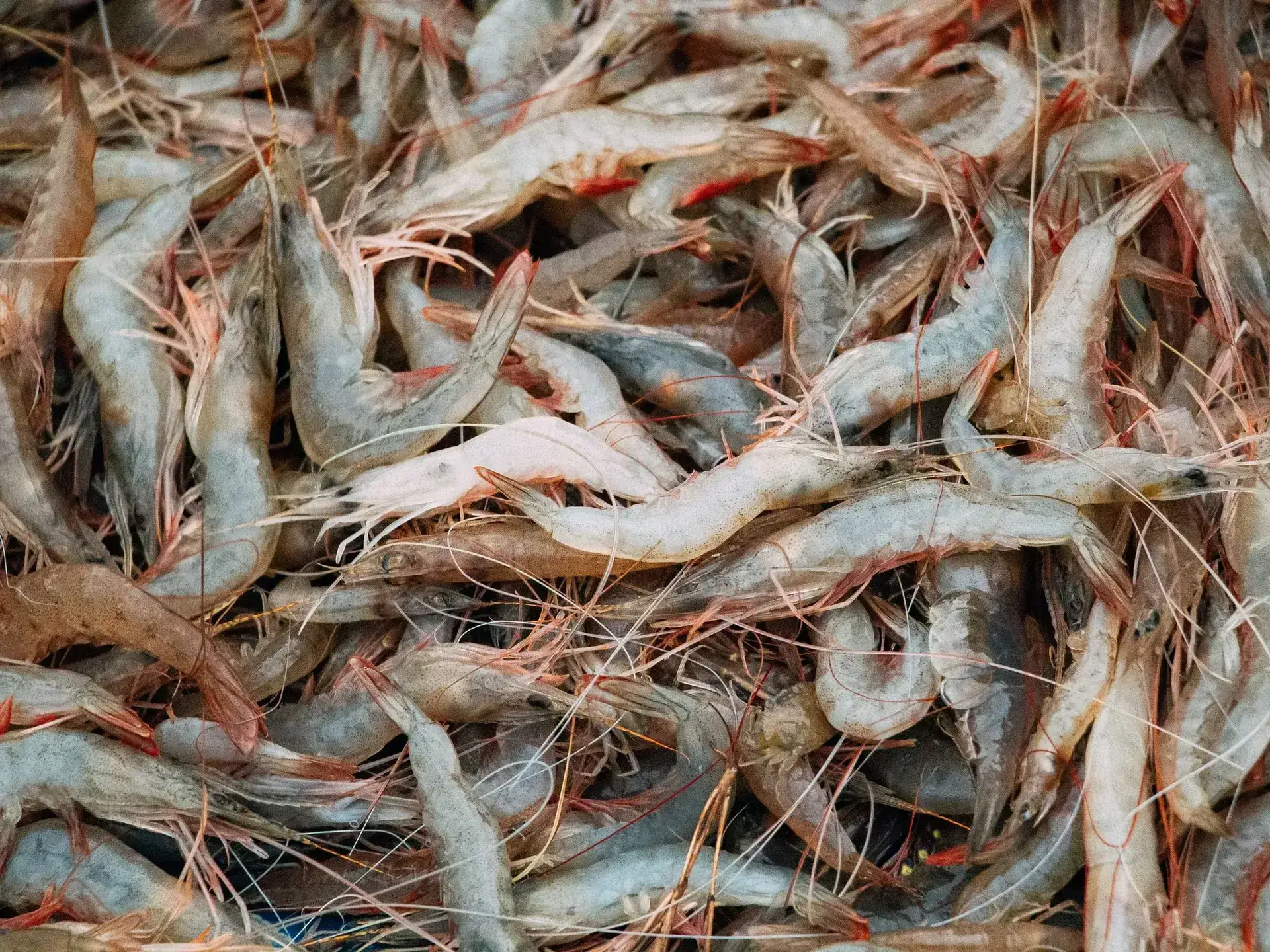 Eccomix® Shrimp