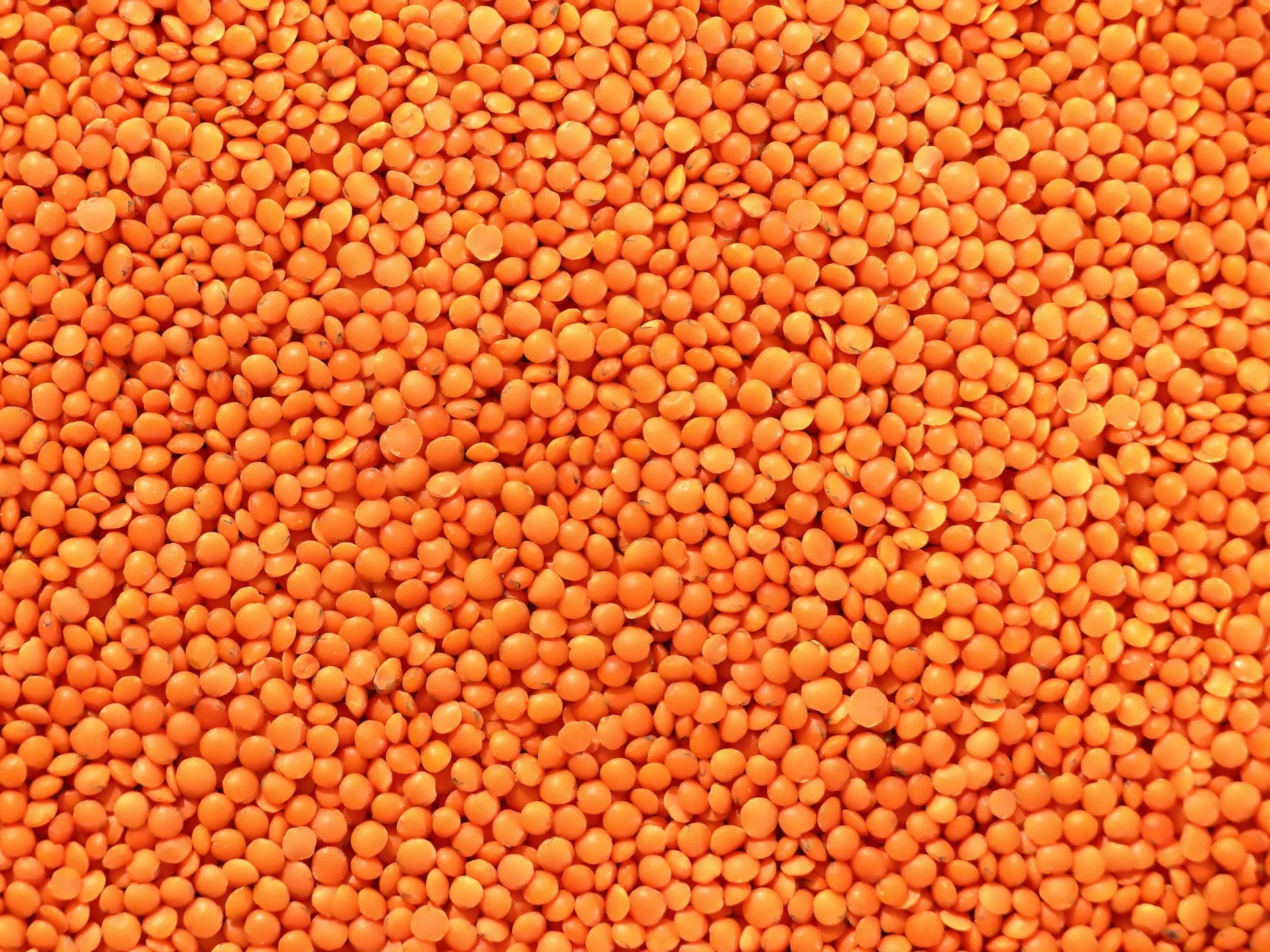 Red Lentils