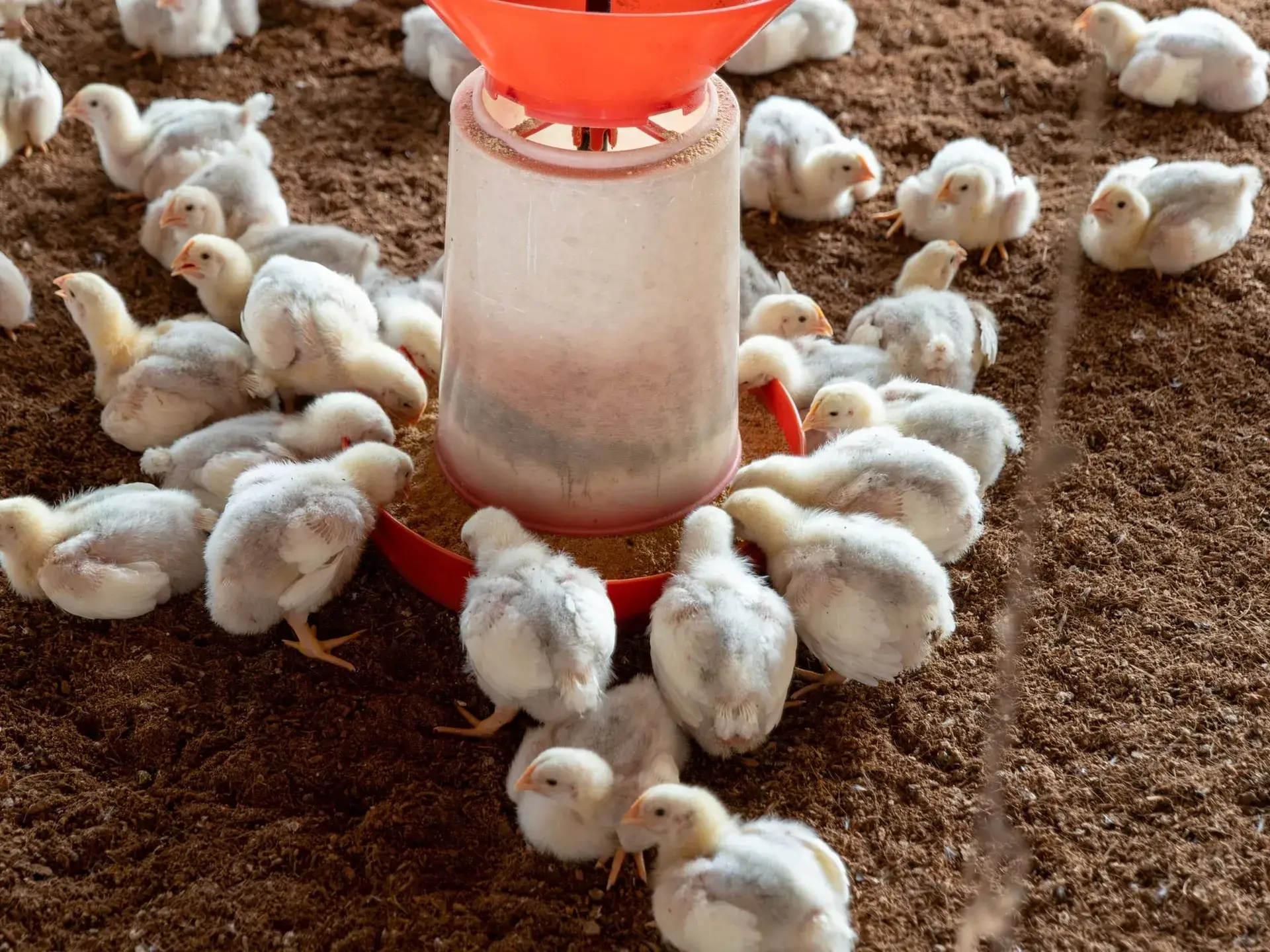 Eccomix® Broiler Chickens